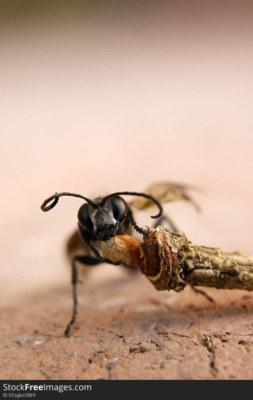 Macro shot of an Ant climbing