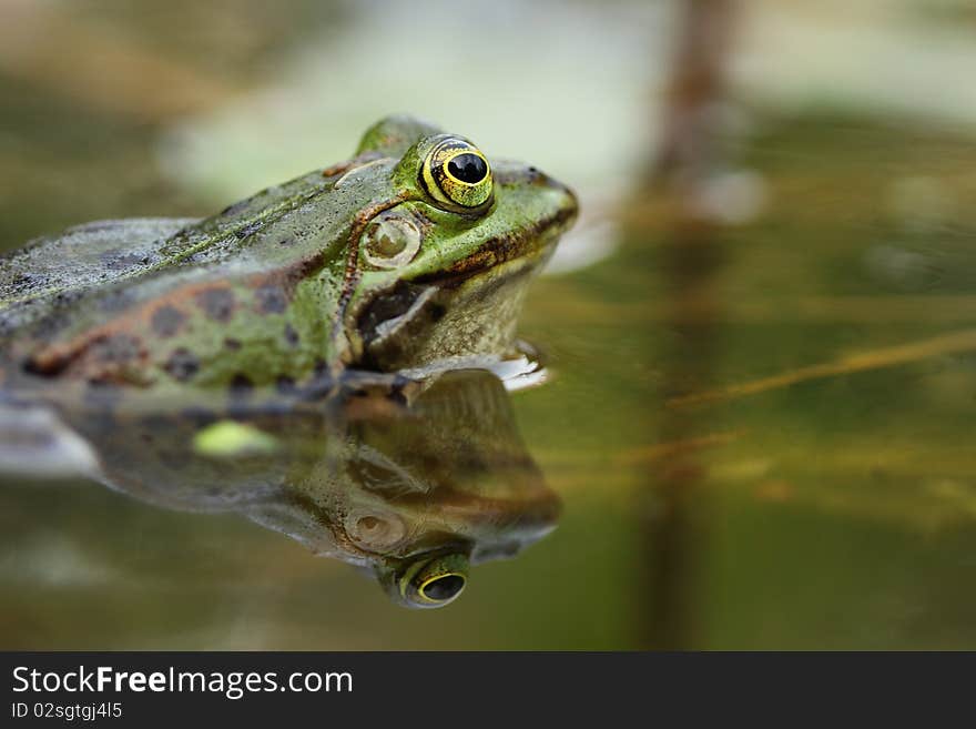 A frog is sitting in a pond