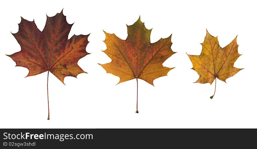 Isolated leafs on a white background. Isolated leafs on a white background