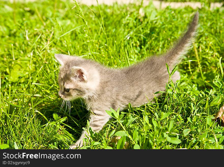 Little kitten playing on the grass close up