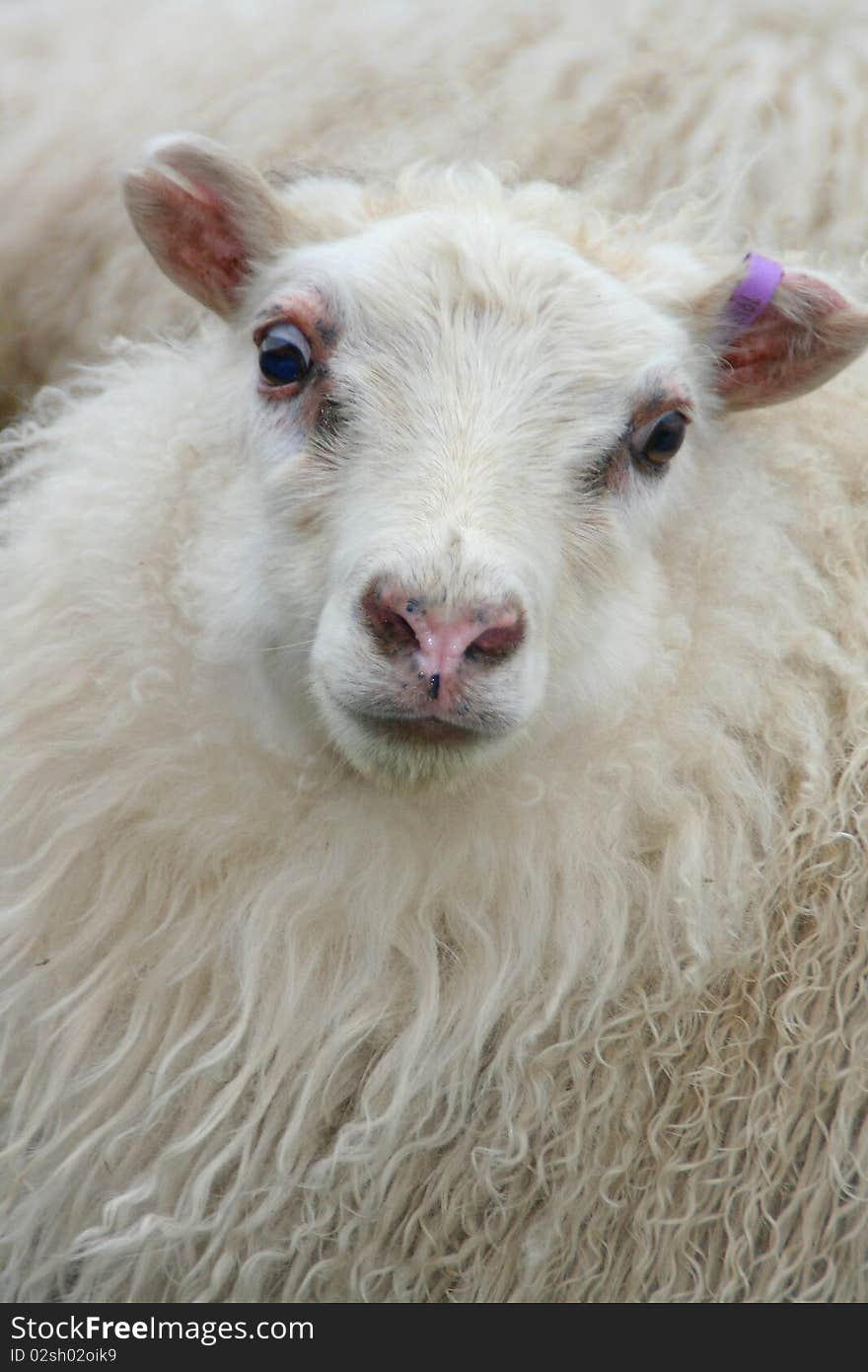 Close-up on a white sheep head. Close-up on a white sheep head