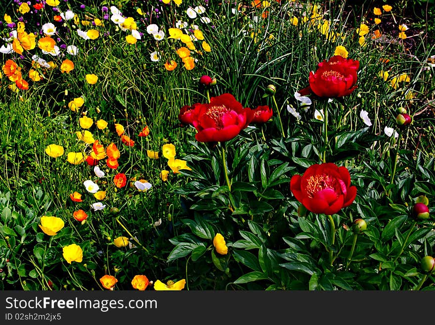 Flower Garden.