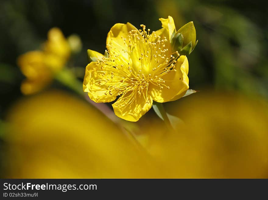 Irish Tutsan (Hypericum pseudohenryi)