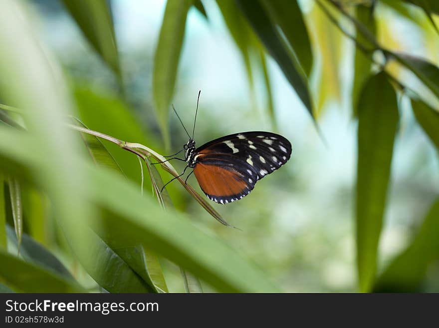 Butterfly resting in the forest