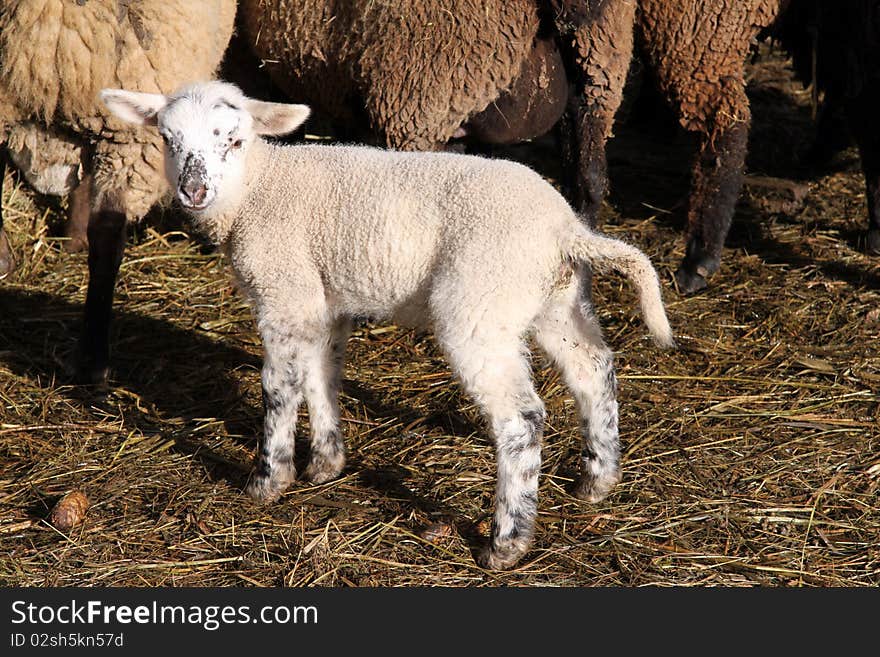 Cute newborn lamb - only 4 days old - in Germany