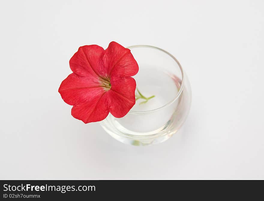 Single red flower in a miniature glass bowl, abstract macro composition isolated on white. Single red flower in a miniature glass bowl, abstract macro composition isolated on white