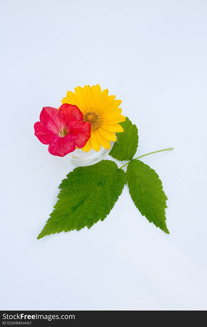 Single yellow and red flowers in a miniature glass bowl, abstract macro composition isolated on white. Single yellow and red flowers in a miniature glass bowl, abstract macro composition isolated on white