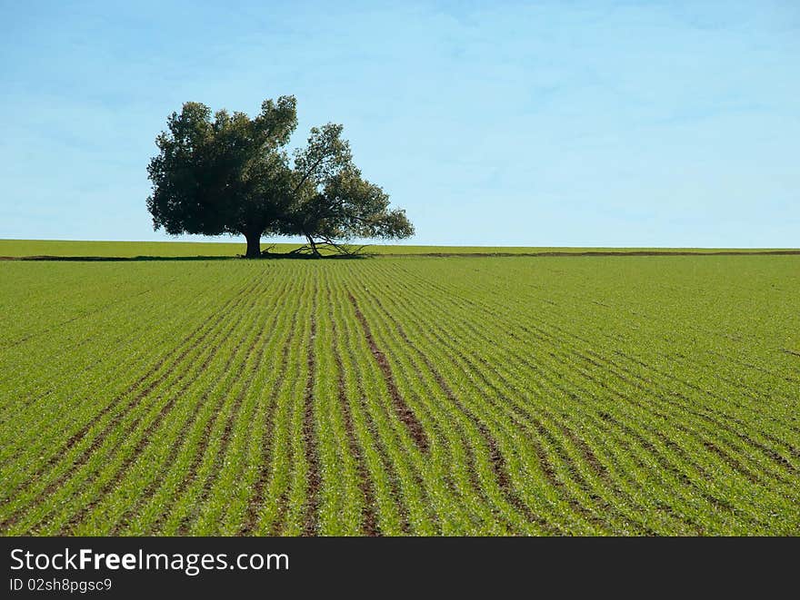 A lone tree in a paddock. A lone tree in a paddock