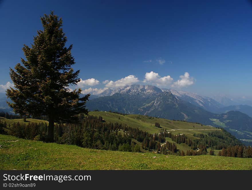 Austiran Alps with a pine tree. Austiran Alps with a pine tree