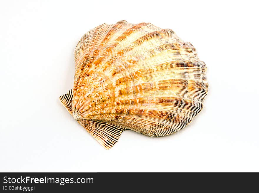 A orange white and brown seashell with no dents or chips isolated on a clean white background. A orange white and brown seashell with no dents or chips isolated on a clean white background