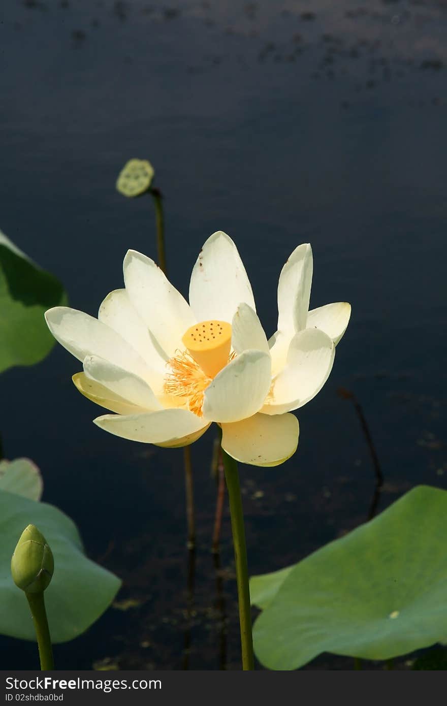 American lotus with seed pod