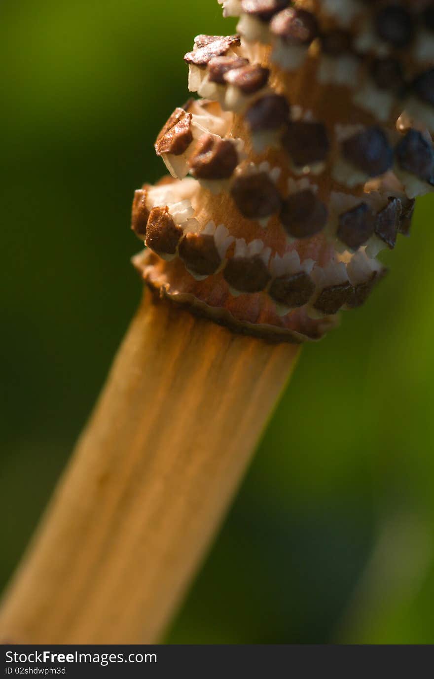 The brown field horsetail macro