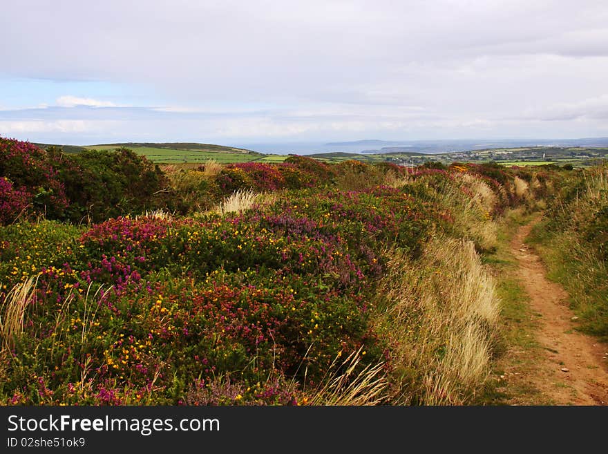 Wild flowers of the Cornish countryside. Wild flowers of the Cornish countryside.