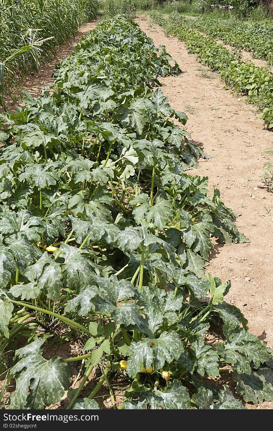 Squash plants in a row in a garden