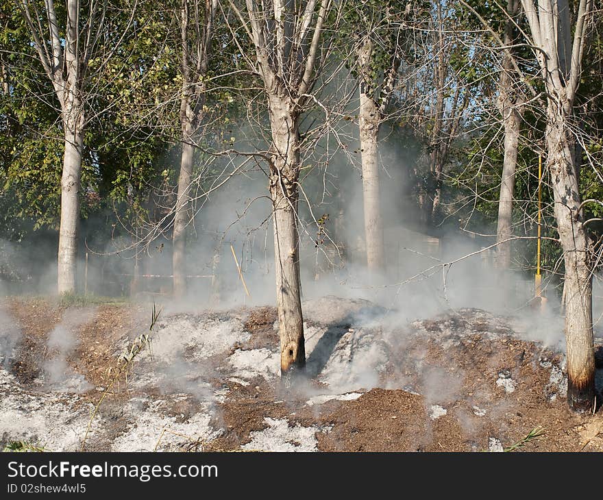 Smoking trees after a fire