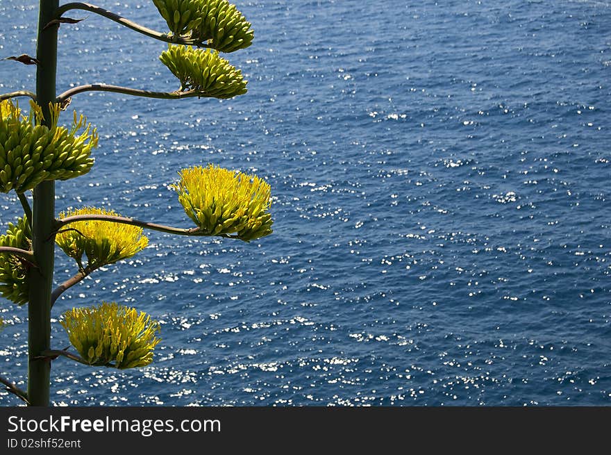 A big yellow flower with sea on background. A big yellow flower with sea on background