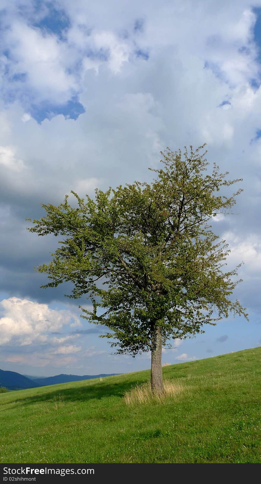 Tree on a meadow