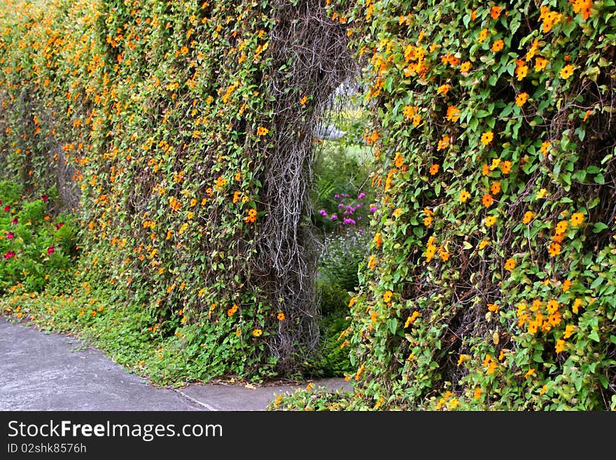 Arbor Hedge