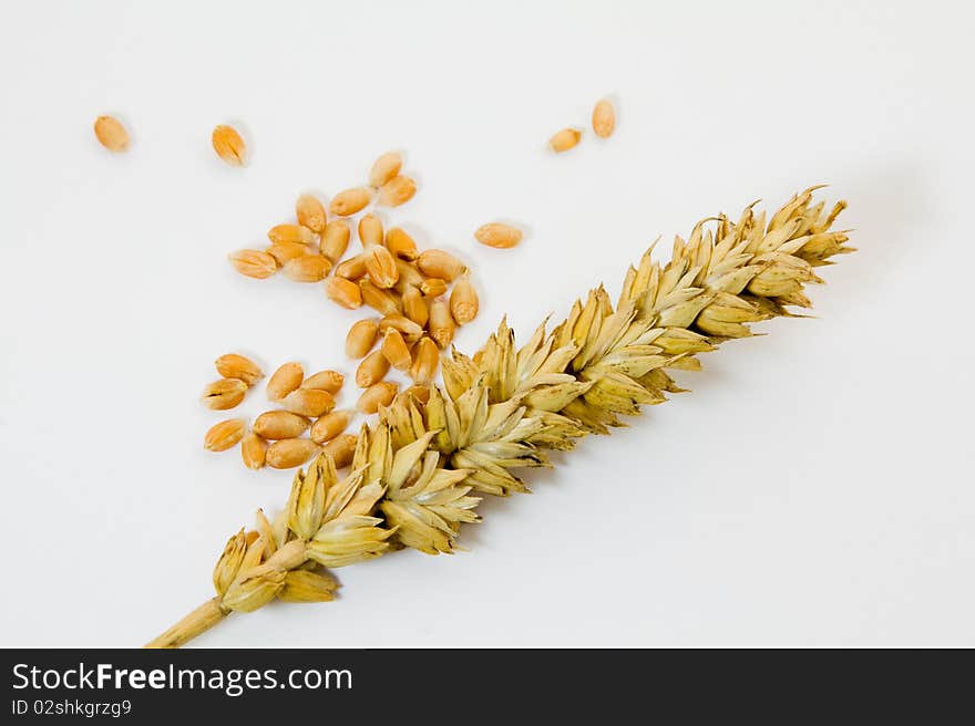 Ear from the broken cereal during harvesting. Ear from the broken cereal during harvesting