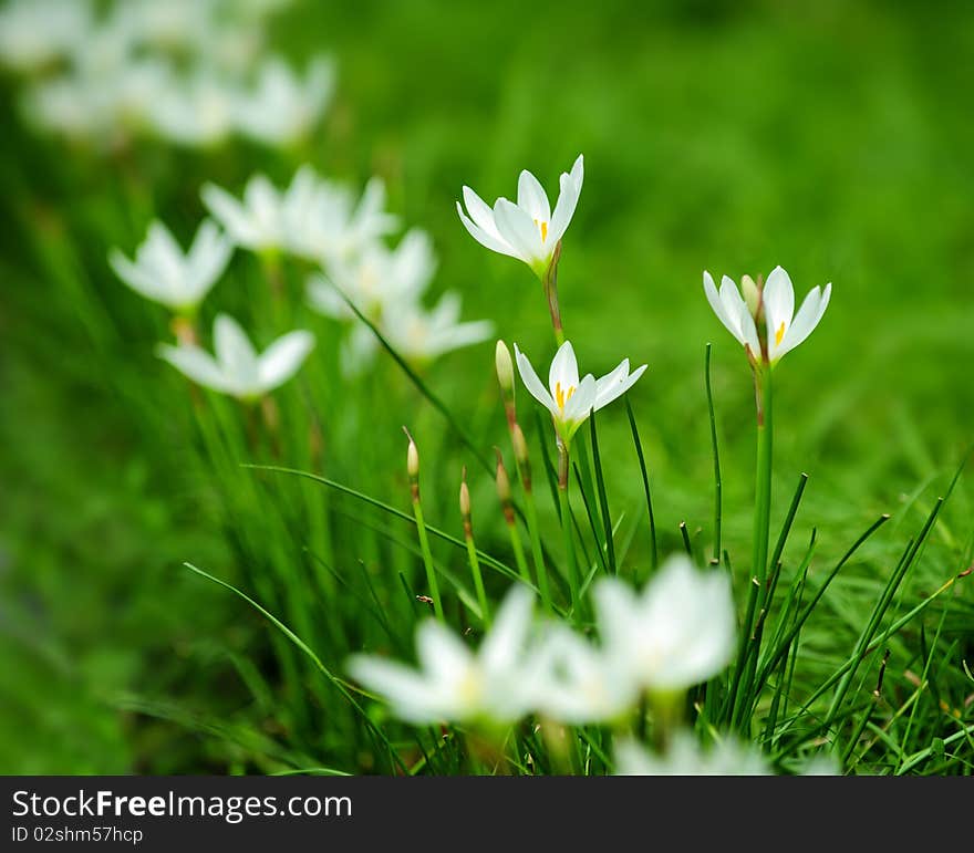 White flowers on lawn