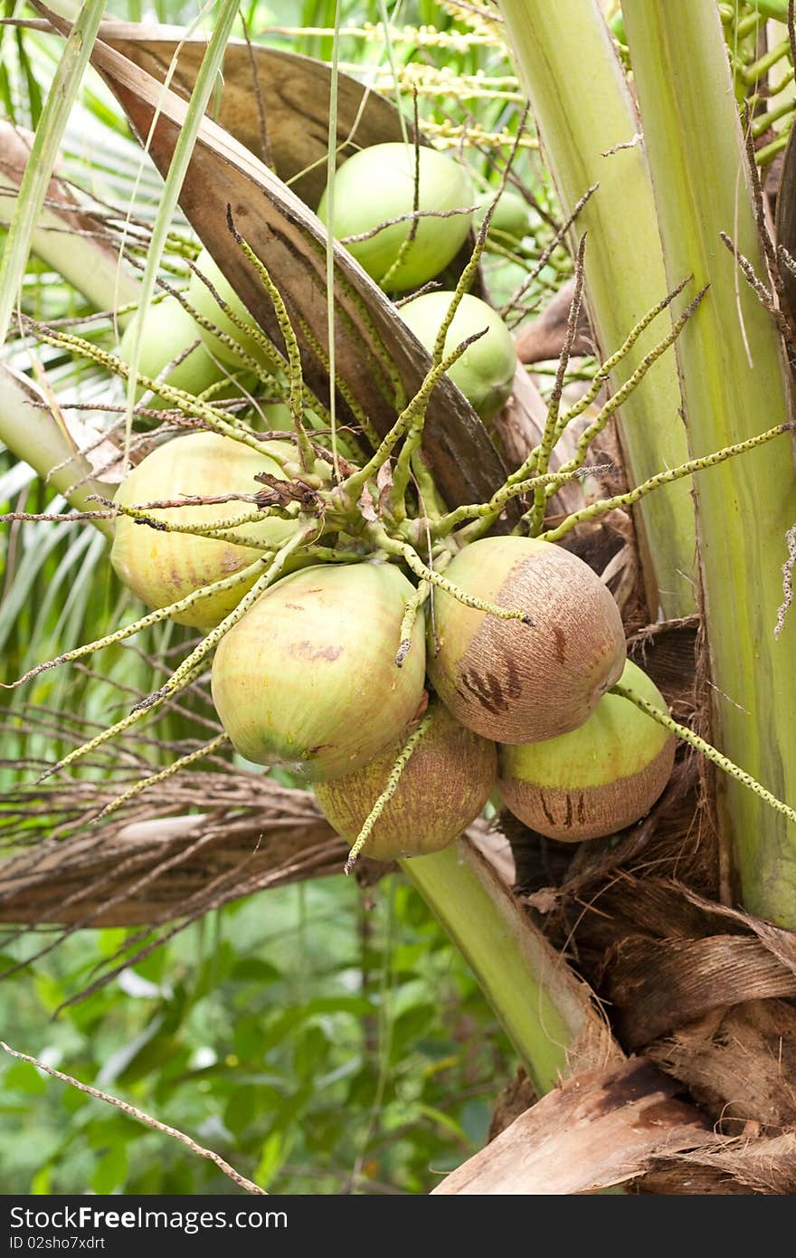 Thai coconut in the garden