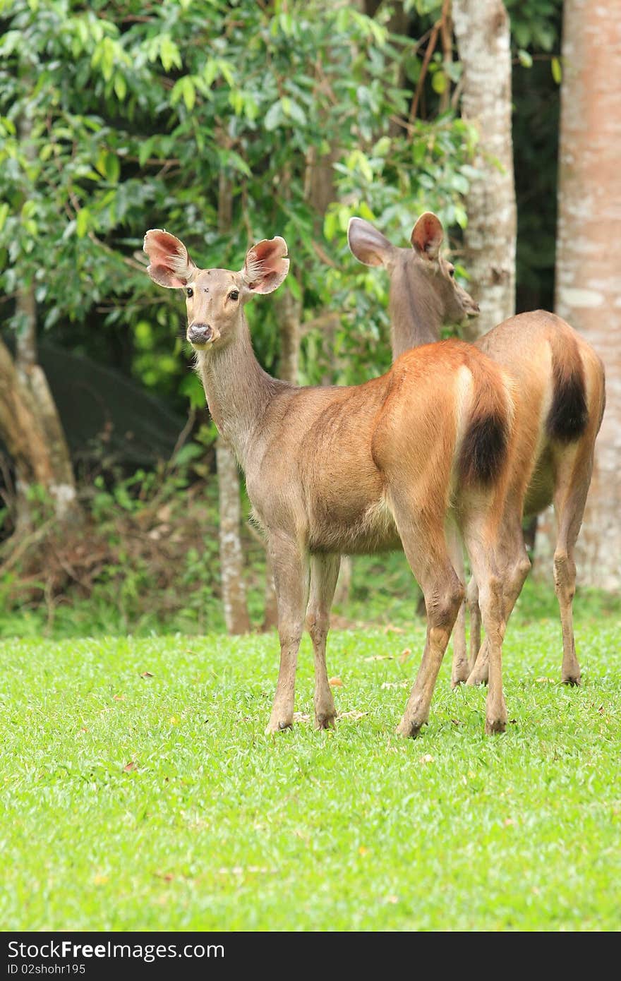 Deer on the green ground in park