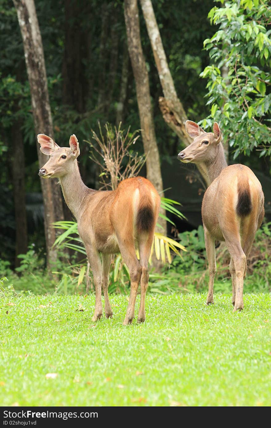 Two deer on the green ground