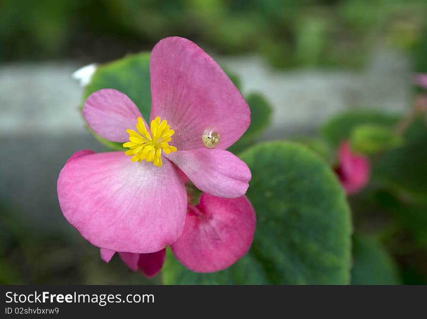 Snail on flower