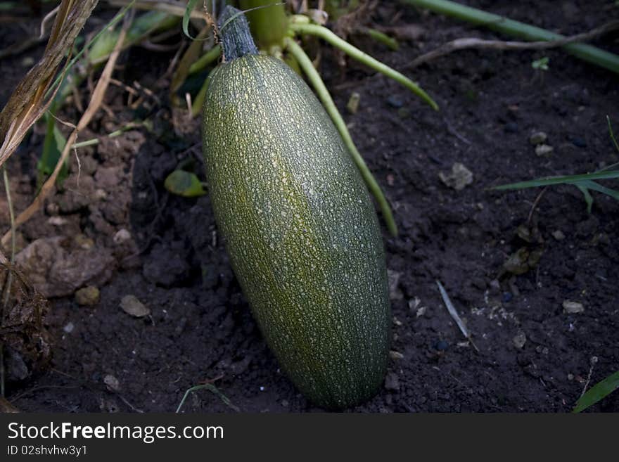 Close up photography of gourd in the garden