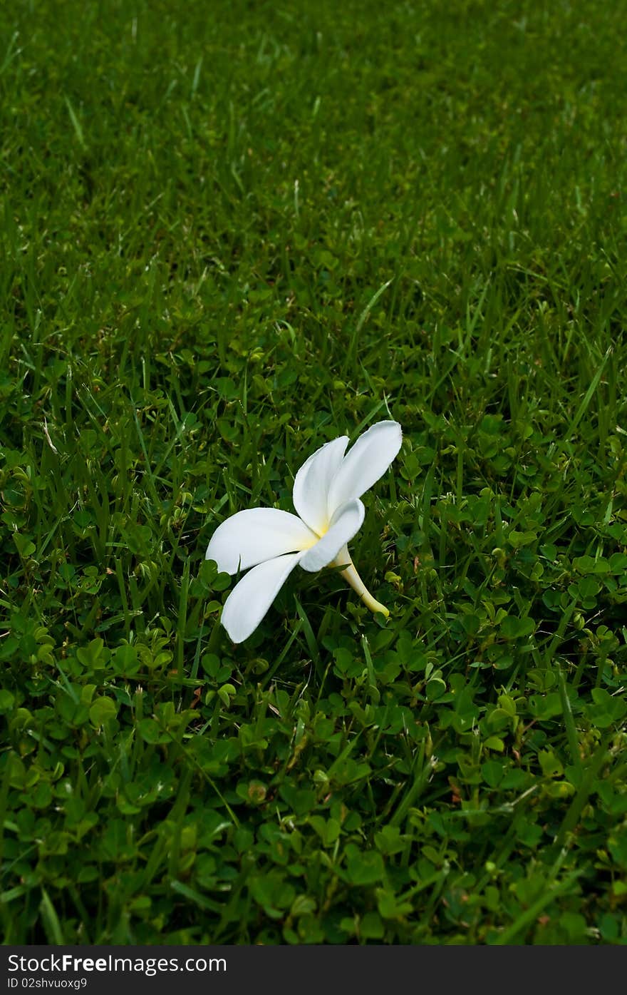 Picture is Thai flower on green plant