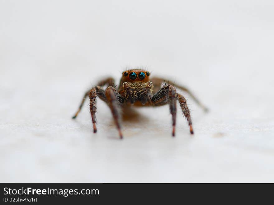 This spider is a member of the jumping spiders family. This spider doesn't build webs, it jumps and attracts its pray