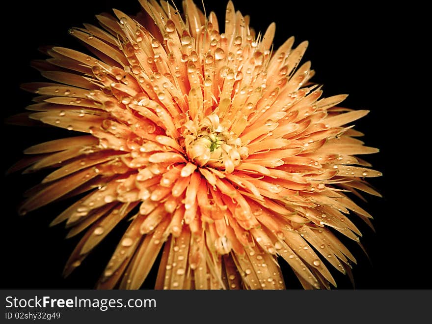 Flower With Water Drops N Black Background