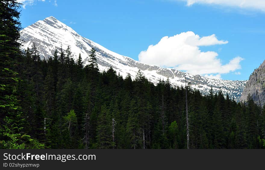 Snow-clad mountains and pine trees. Glacier National Park, Montana