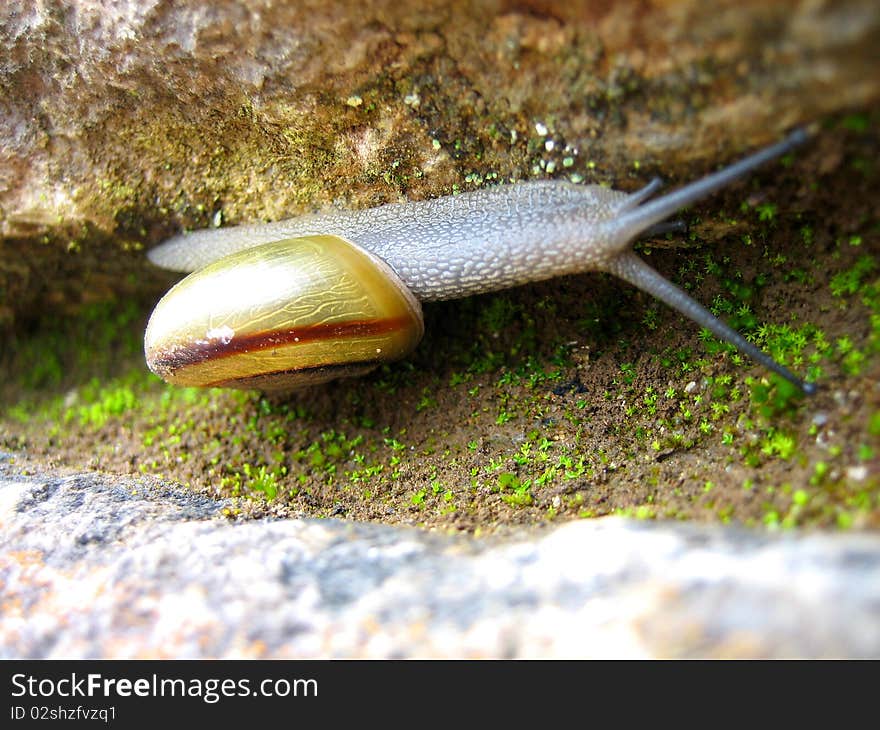 A snail crawling up the side of a rock in Machu Picchu, Peru.