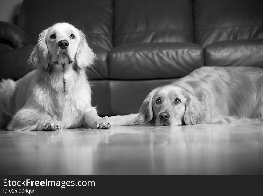 Golden Retrievers