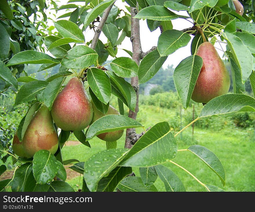 Pears on the Branches