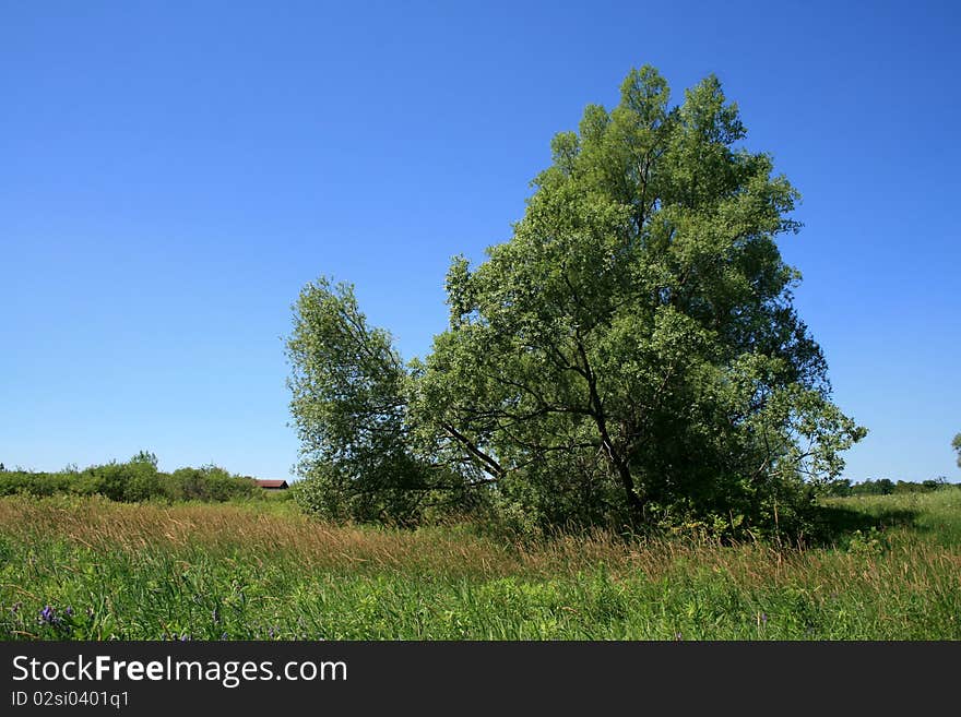 The landscape with single tree. The landscape with single tree