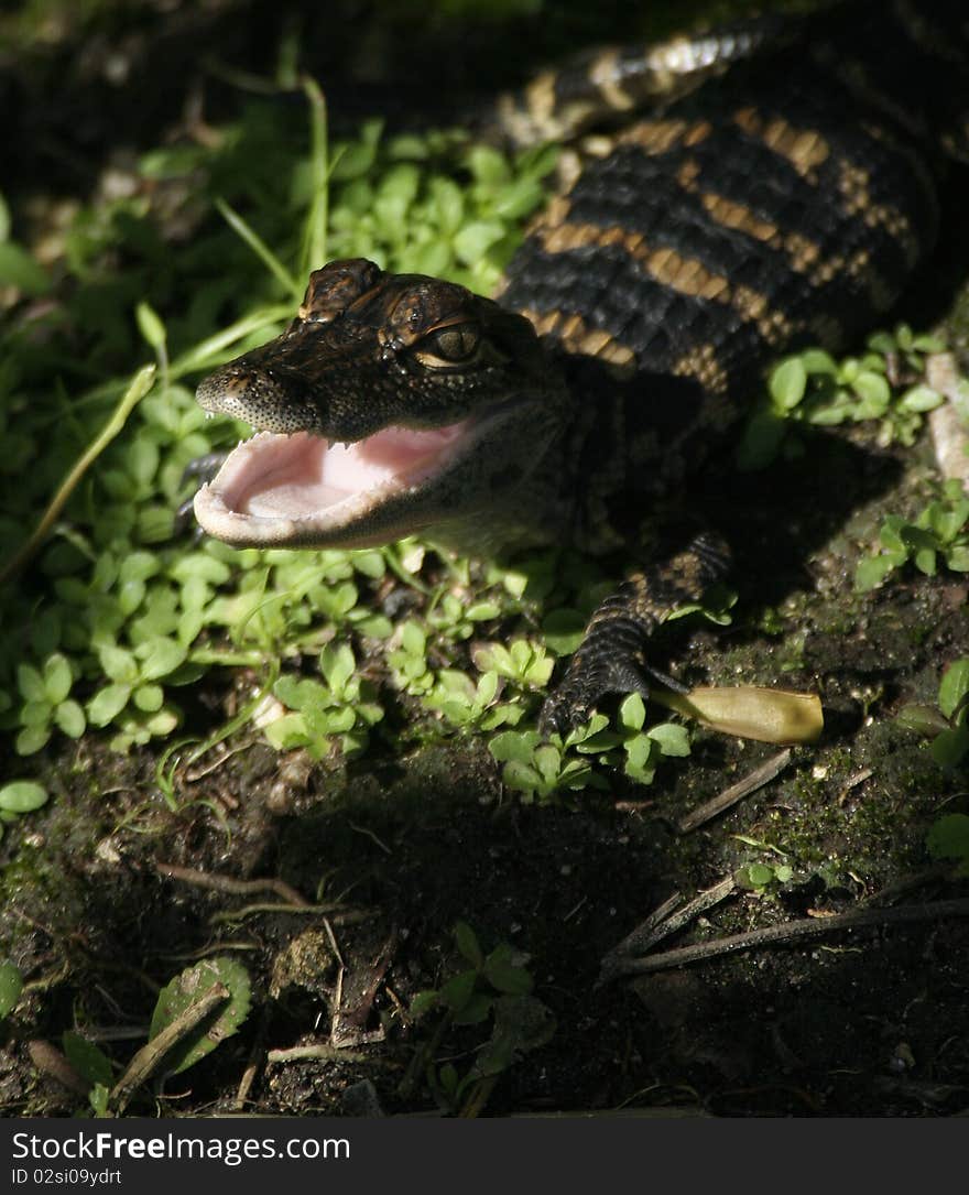 A Baby Alligator