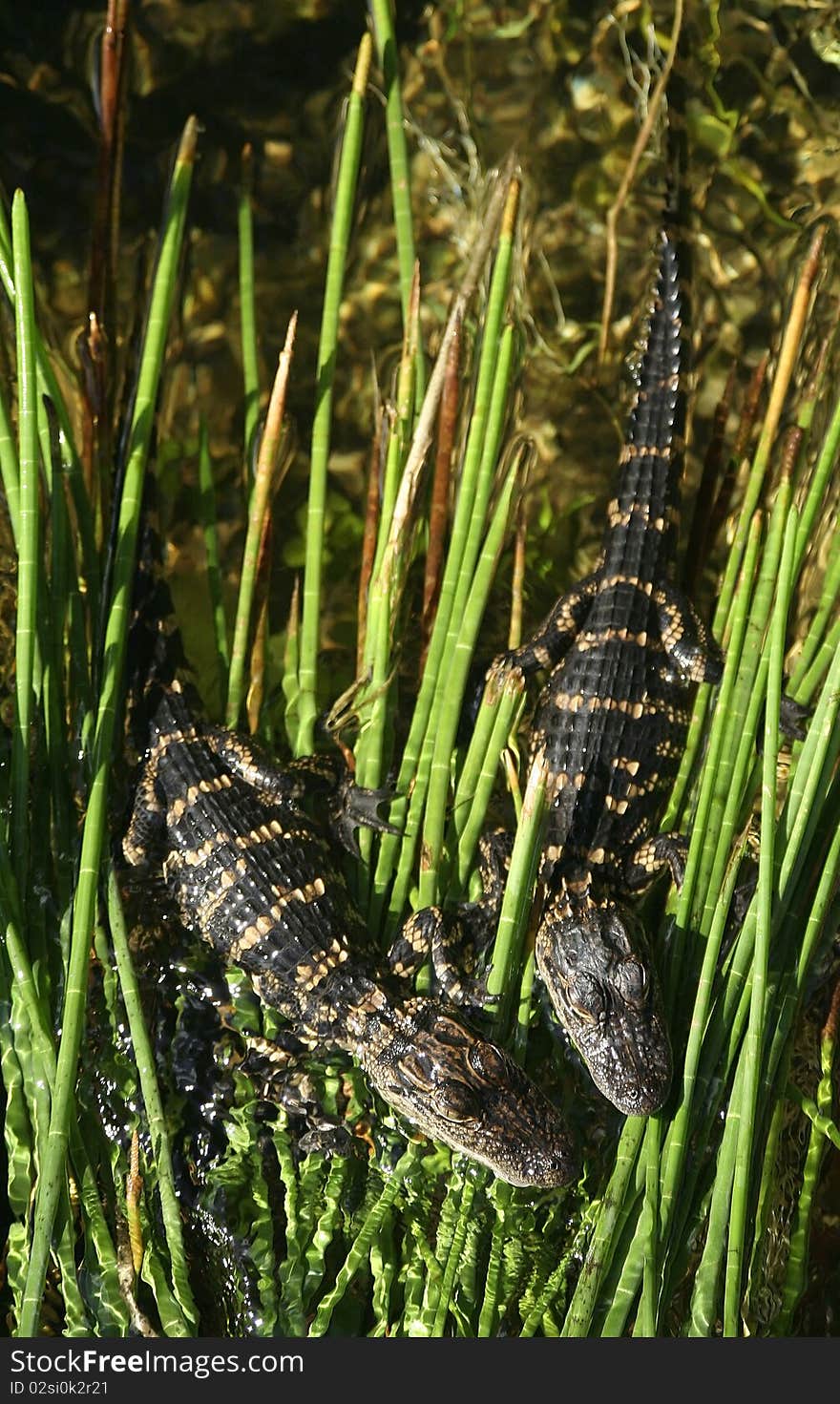 Two Alligators