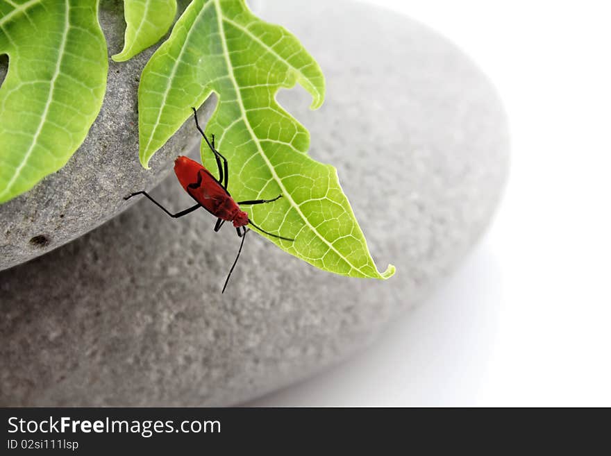 Insect on leaf