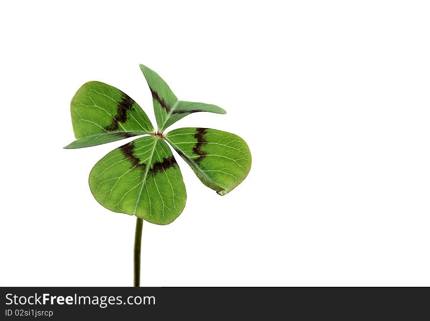 This represents a four-leaf clover in front of white background. This represents a four-leaf clover in front of white background