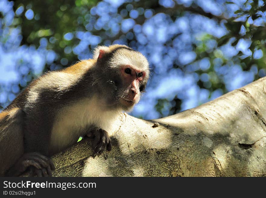 Young Orang-Utan