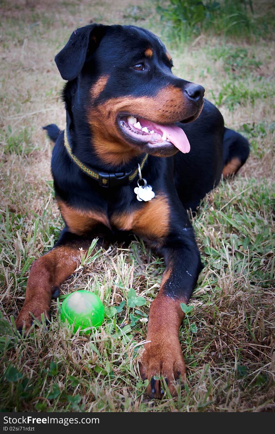 Rottweiler Puppy with Ball