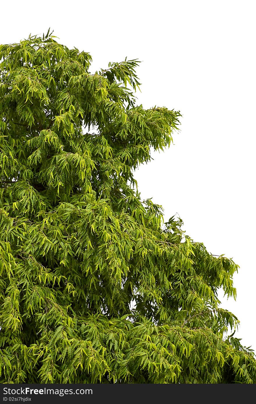 The green leaf tree isolated on white background. The green leaf tree isolated on white background