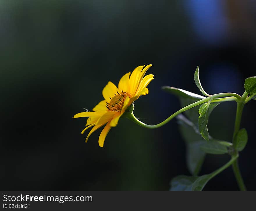 Sunflower with lights