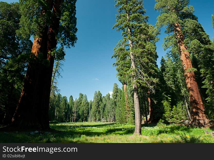 Grassy meadow with large sequoia trees