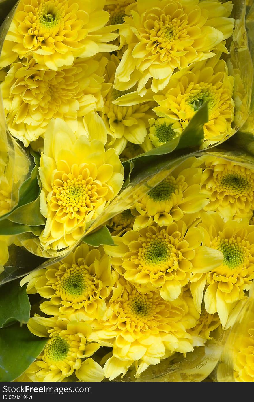 This is a group of yellow flower