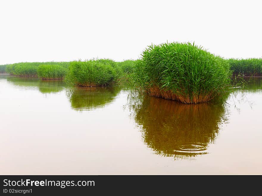 Reed on the water outdoor ，The world's largest reed field