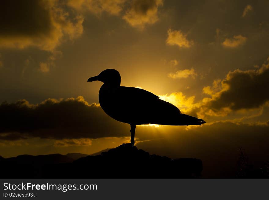 Gull in the sunset