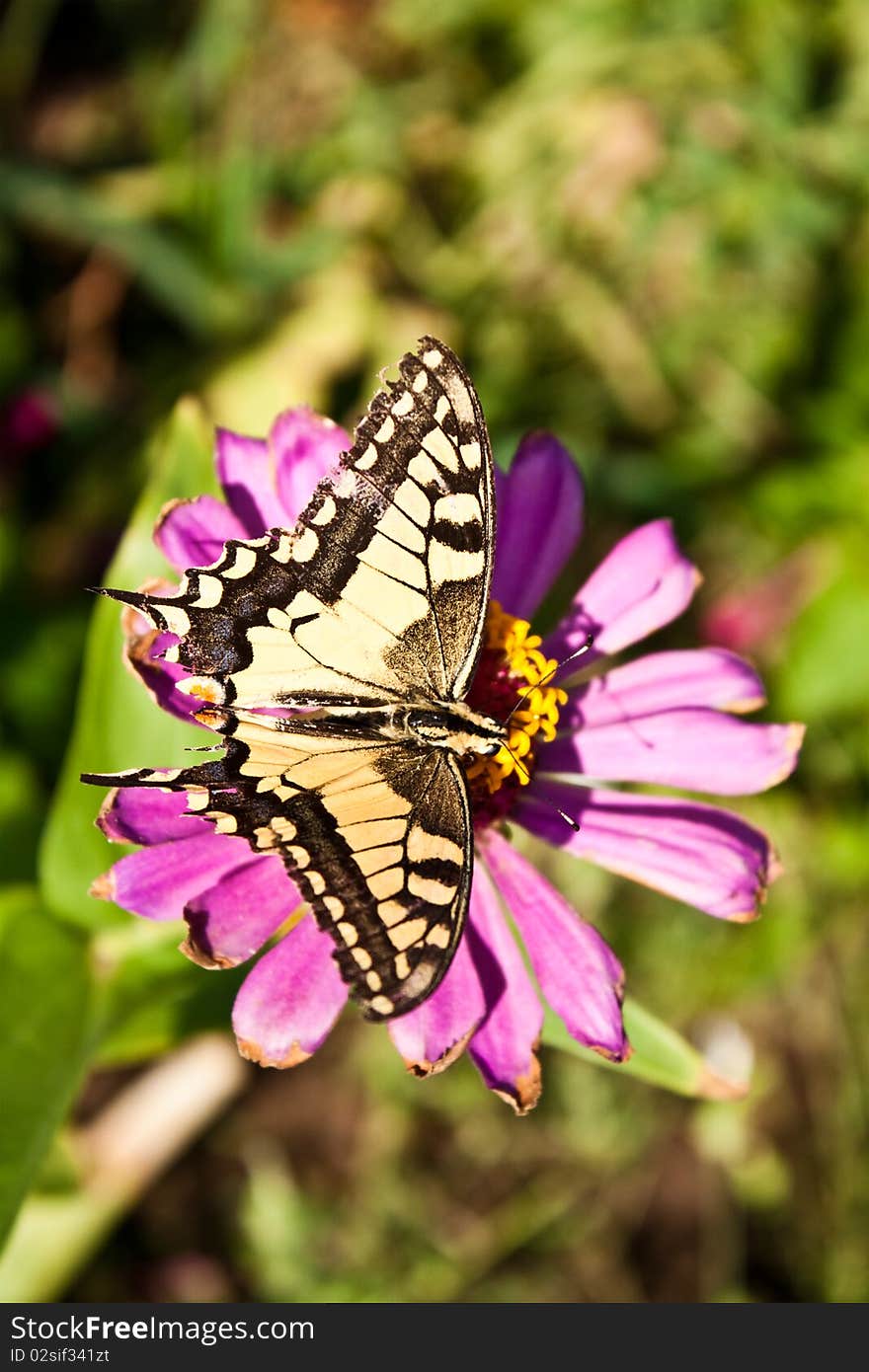 Monarch butterfly on pink flower